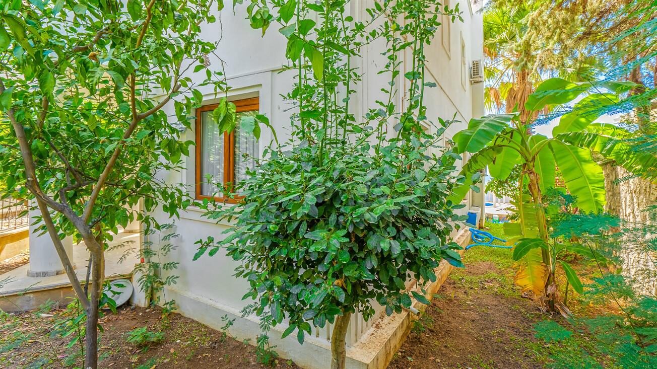 Villa Palm — 53