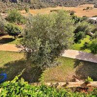 Villa Çalıkuşu — 11