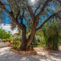 Villa Eski Halil — 8