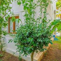 Villa Palm — 53
