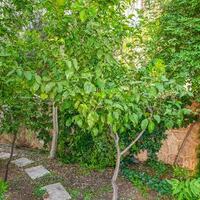 Villa Zeytouna — 34